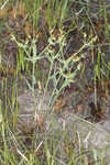 Florida pineland spurge